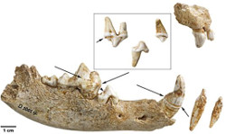 Ancient dog teeth