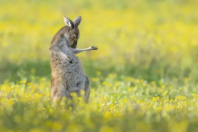 Comedy Wildlife Awards 2023