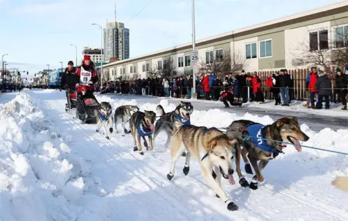 2020 Iditarod ceremonial start