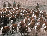 New Mexico cattle drive