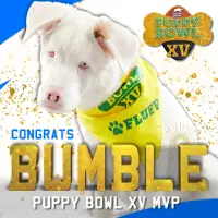 Puppy Bowl XV MVP Bumble