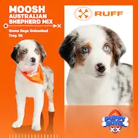 Moosh, MVP of Puppy Bowl XX