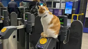 Nala the Railway Station cat