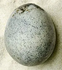 Roman-era egg