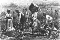 Slaves in the cotton field