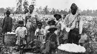 Slaves in cotton field