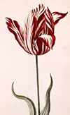Tulip bulb