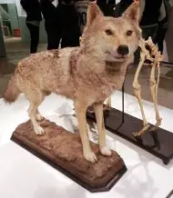 Upper Kassel dog