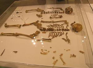 Upper Kassel skeletons
