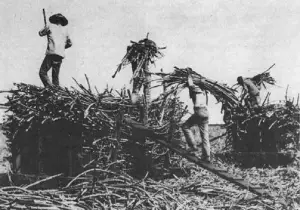 Hawaii sugar plantation