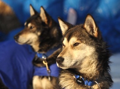 Iditarod sled dogs