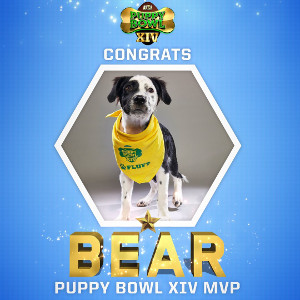 Puppy Bowl XIV MVP Bear