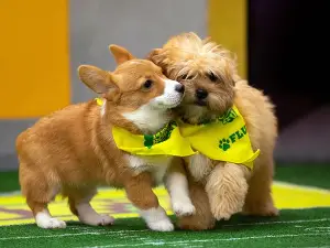 Puppy Bowl XV dogs