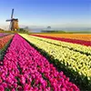 Tulips and windmill